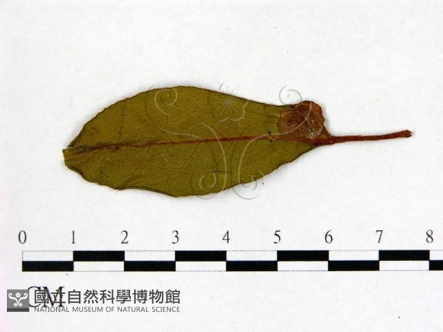 登錄號:F0020680藏品圖，第1張