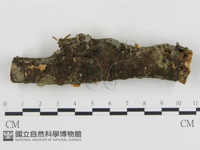 登錄號:F0010680藏品圖，第1張