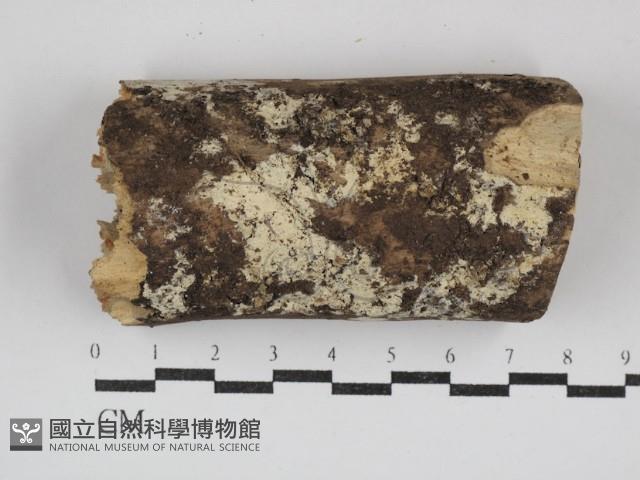 登錄號:F0030680藏品圖，第1張