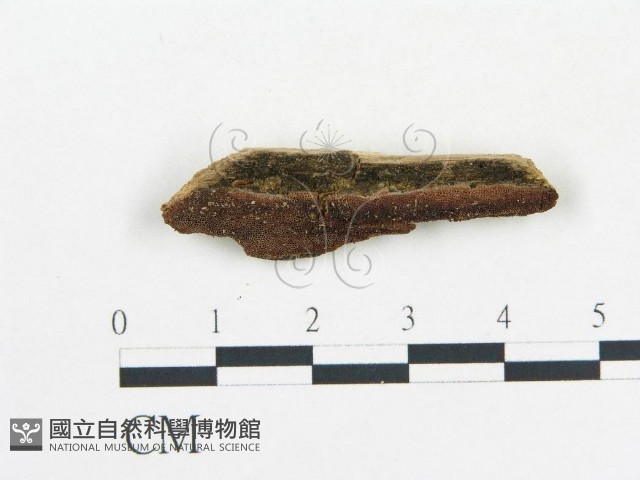 登錄號:F0006680藏品圖，第1張