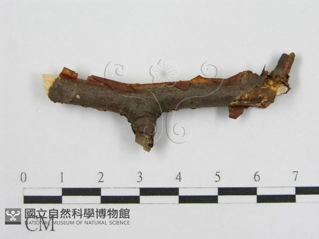登錄號:F0016680藏品圖，第1張