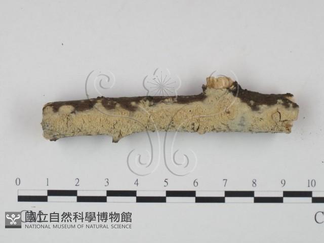 登錄號:F0021680藏品圖，第1張