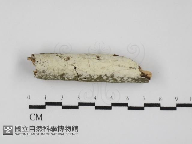 登錄號:F0031680藏品圖，第1張