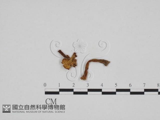 登錄號:F0024680藏品圖，第1張