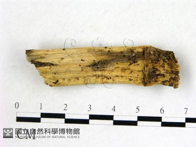 登錄號:F0004680藏品圖，第1張