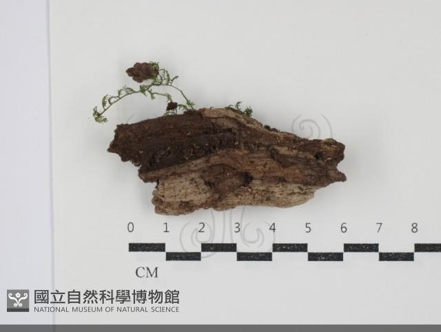 登錄號:F0034680藏品圖，第1張