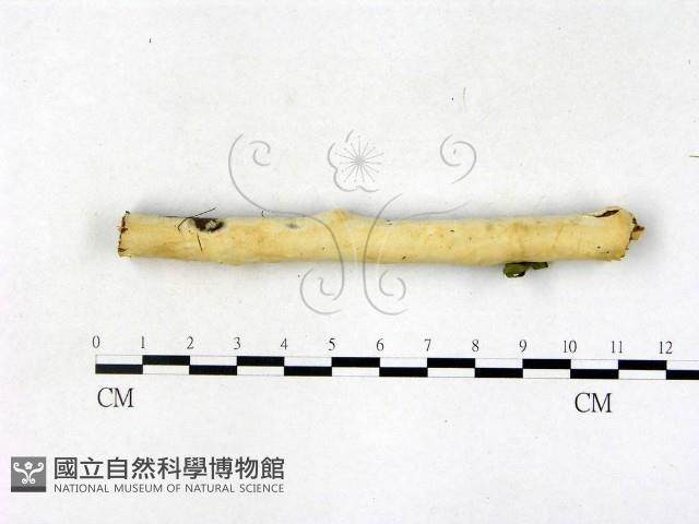 顯絲菌屬藏品圖，第1張