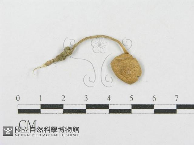 登錄號:F0002680藏品圖，第1張