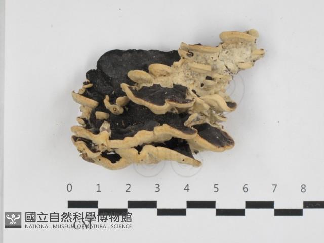 登錄號:F0032680藏品圖，第1張