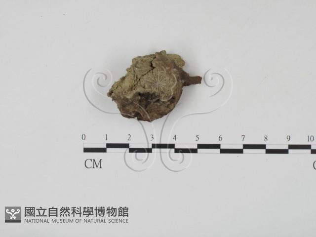 登錄號:F0007680藏品圖，第1張