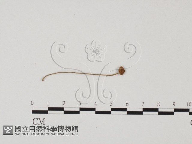 登錄號:F0025680藏品圖，第1張