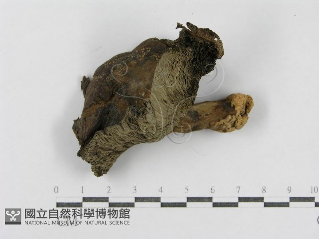 密褶紅菇藏品圖，第1張