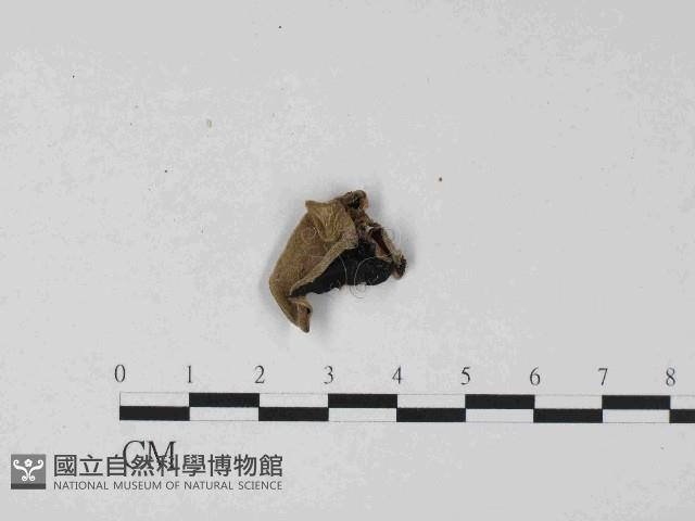 毛木耳藏品圖，第1張