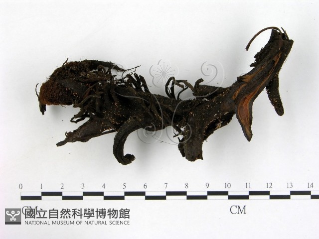 登錄號:F0003680藏品圖，第1張