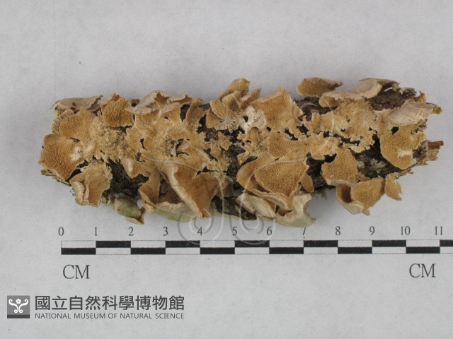附毛菌屬藏品圖，第1張