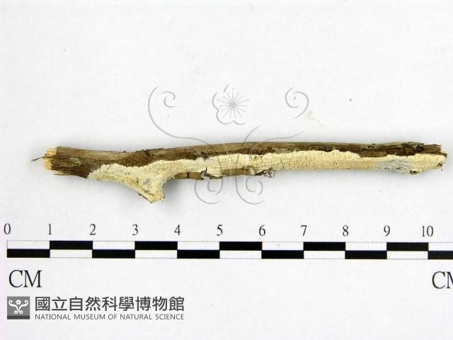登錄號:F0020480藏品圖，第1張