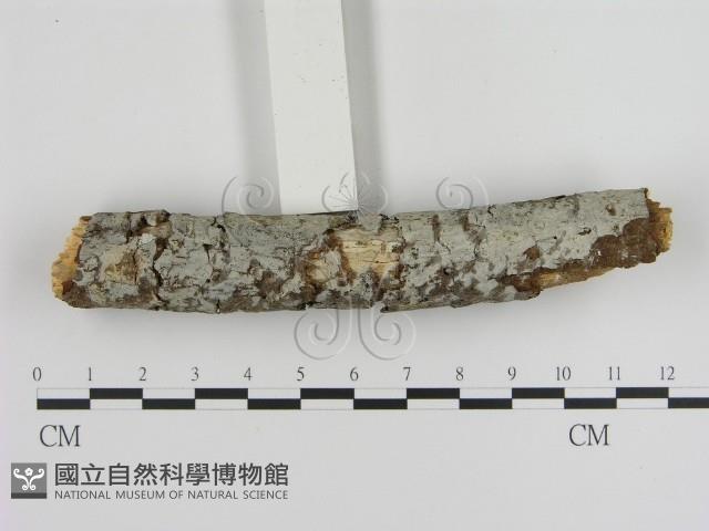 登錄號:F0000480藏品圖，第1張