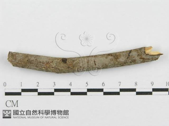 登錄號:F0010480藏品圖，第1張