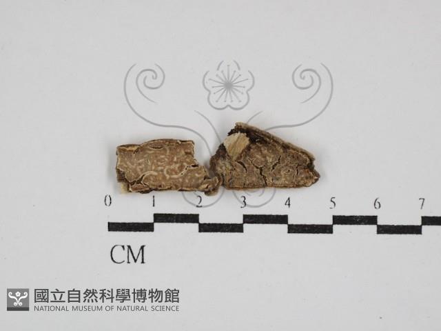 登錄號:F0030480藏品圖，第1張