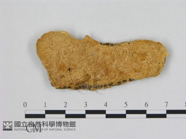 登錄號:F0006480藏品圖，第1張