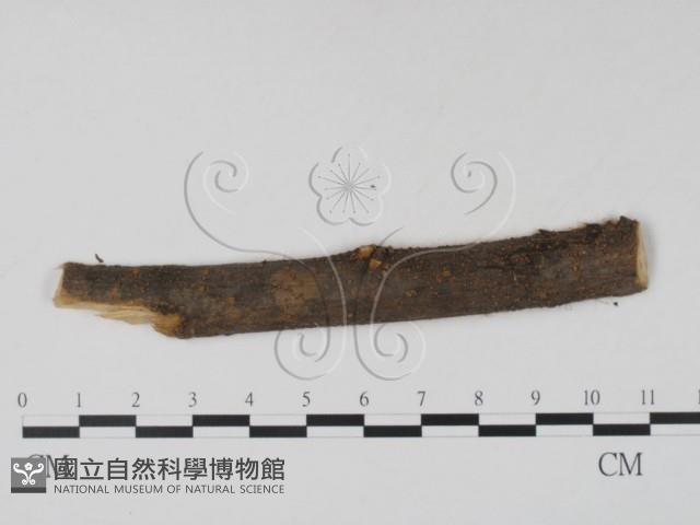 登錄號:F0011480藏品圖，第1張