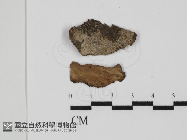 登錄號:F0031480藏品圖，第1張