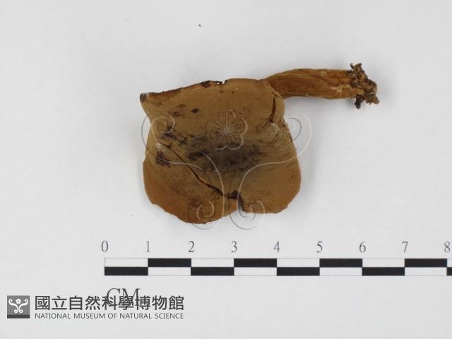 登錄號:F0024480藏品圖，第1張