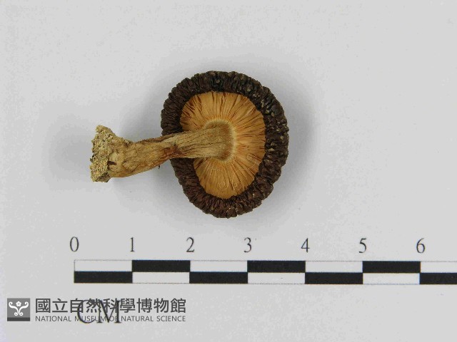 登錄號:F0014480藏品圖，第1張
