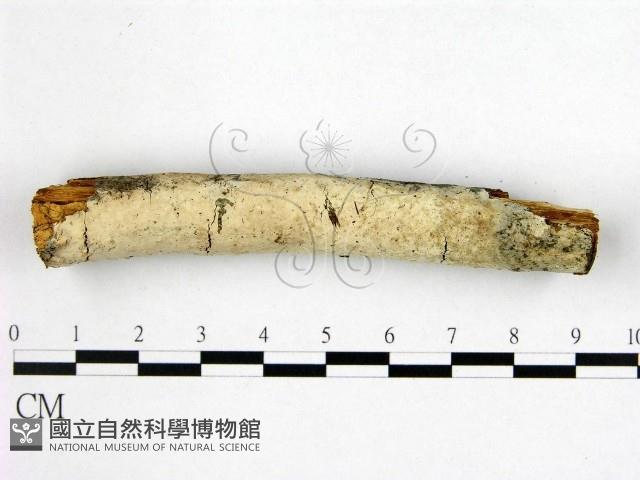 登錄號:F0022480藏品圖，第1張