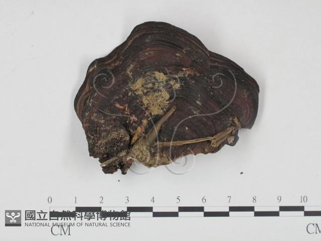 登錄號:F0002480藏品圖，第1張