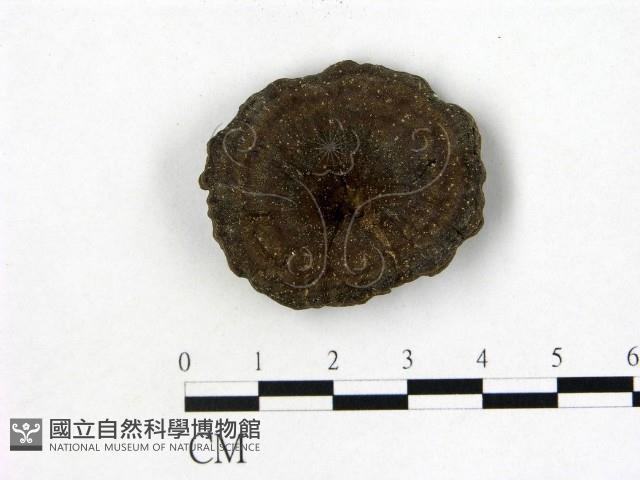 登錄號:F0012480藏品圖，第1張
