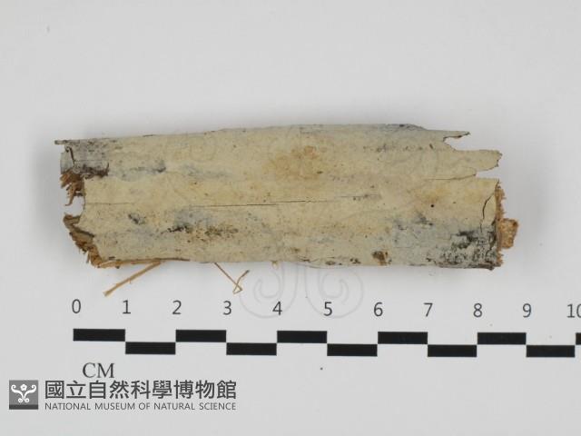 登錄號:F0032480藏品圖，第1張