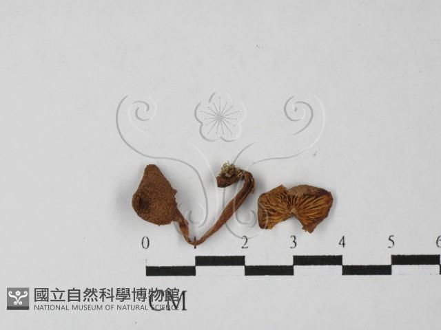 小菇屬藏品圖，第1張