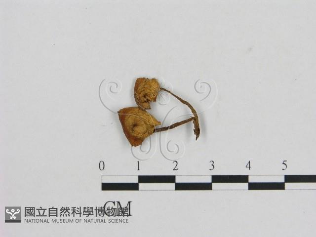 小菇屬藏品圖，第1張