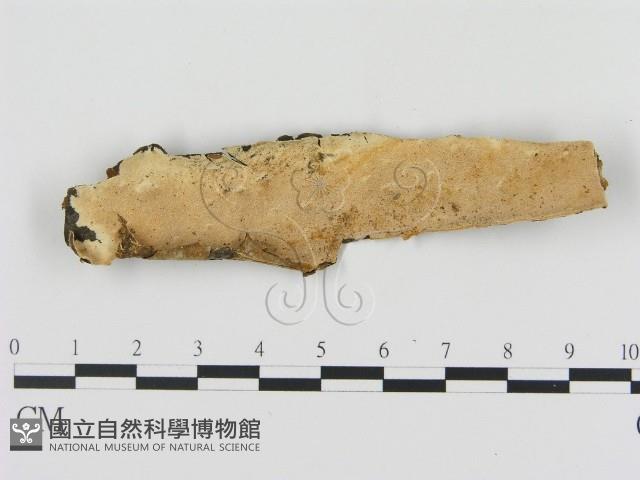 登錄號:F0017480藏品圖，第1張