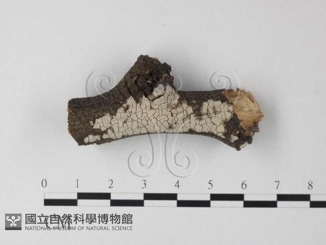 筍殼菌屬藏品圖，第1張