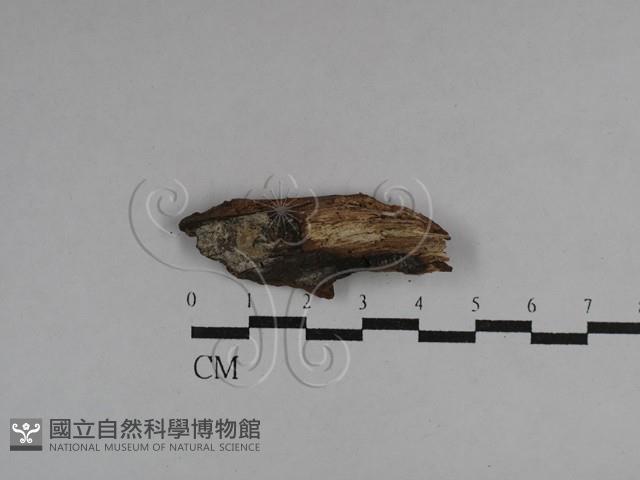 登錄號:F0029480藏品圖，第1張