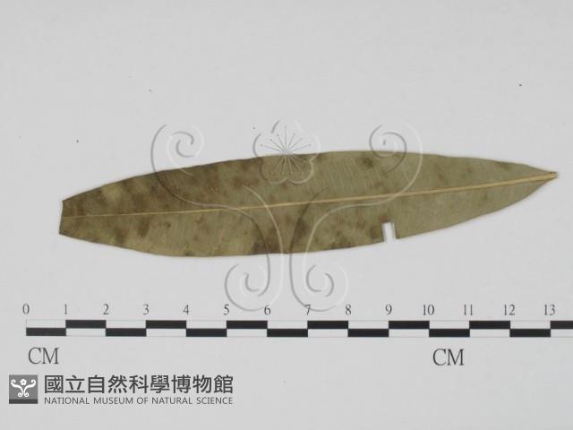 登錄號:F0019480藏品圖，第1張