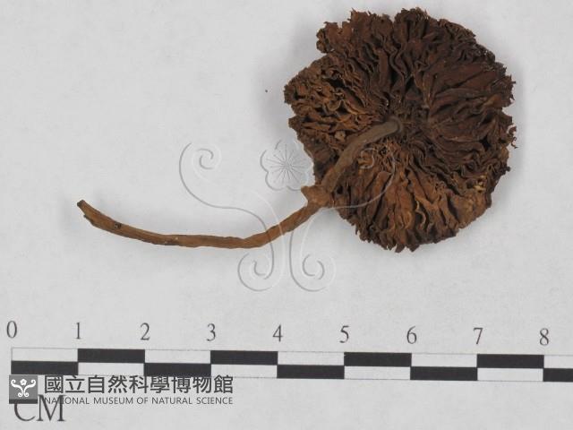 登錄號:F0023480藏品圖，第1張