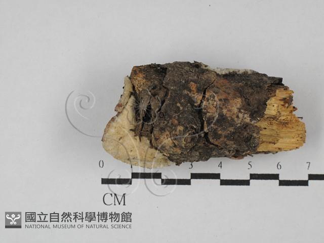 登錄號:F0028780藏品圖，第1張