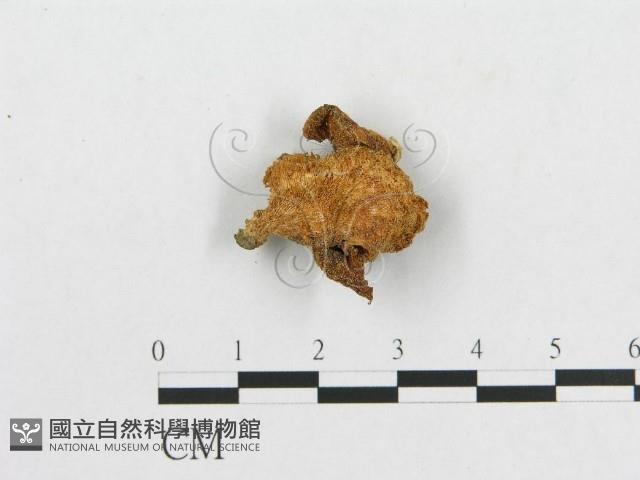 多孔菌屬藏品圖，第1張