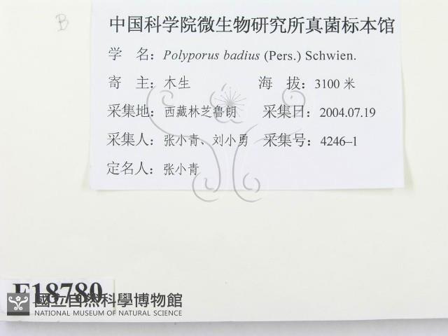 登錄號:F0018780藏品圖，第3張
