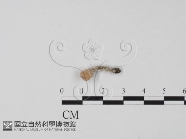 登錄號:F0020780藏品圖，第1張
