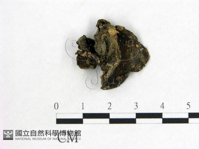毛木耳藏品圖，第1張