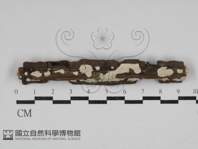 顯絲菌屬藏品圖，第1張