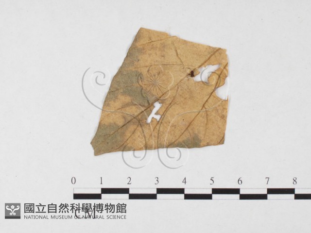 登錄號:F0026780藏品圖，第1張