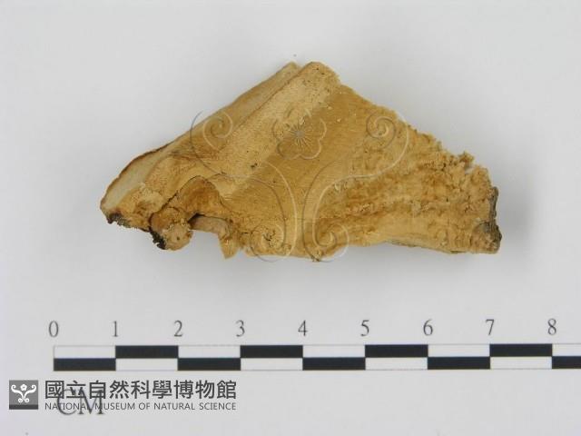 松生擬層孔菌藏品圖，第3張