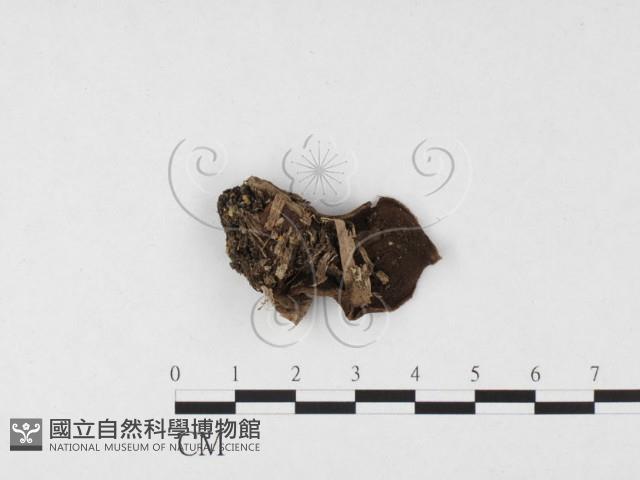 登錄號:F0001780藏品圖，第1張