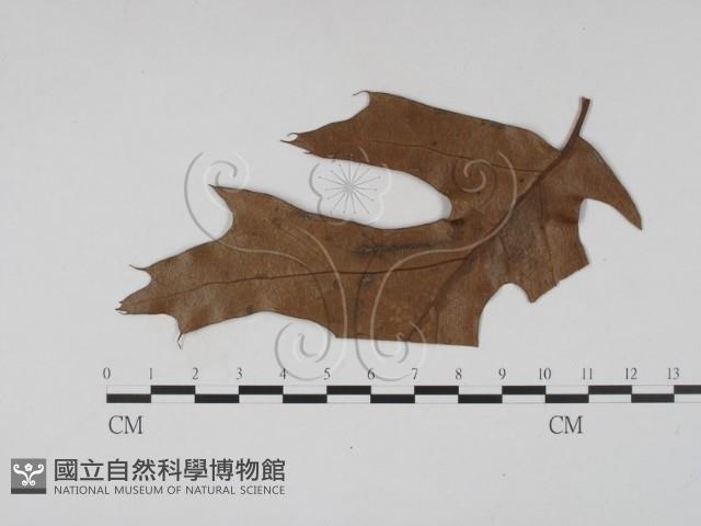 登錄號:F0011780藏品圖，第1張