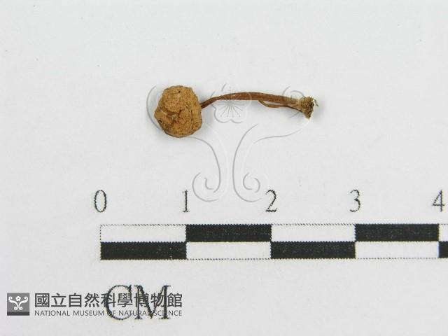 微皮傘屬藏品圖，第1張